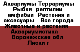 Аквариумы.Террариумы.Рыбки, рептилии, амфибии. Растения и аксесуары - Все города Животные и растения » Аквариумистика   . Воронежская обл.,Лиски г.